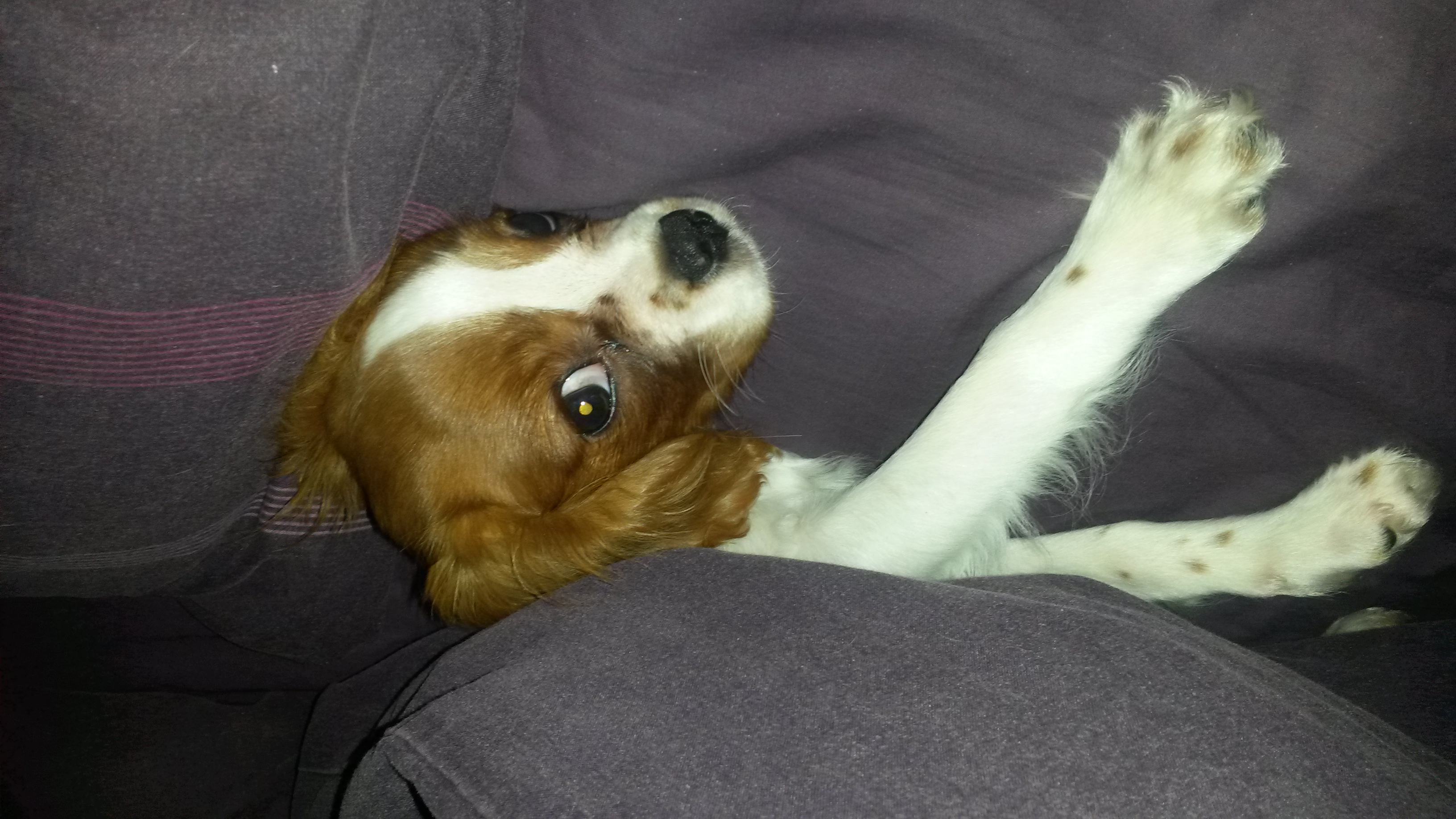 Puppy King Charles Cavalier Luna in bed