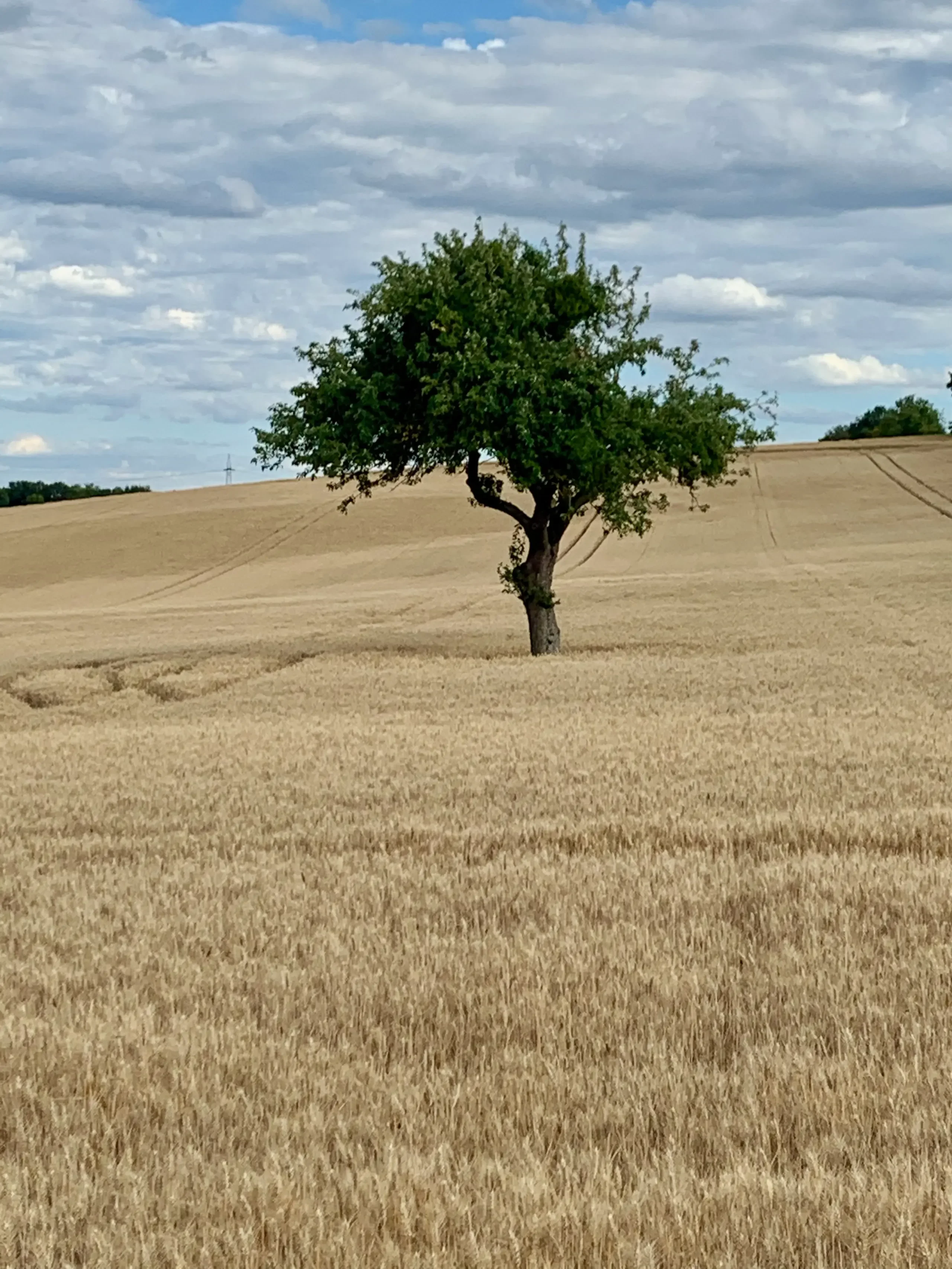 Field with a Lone Tree (Germany, 2020)