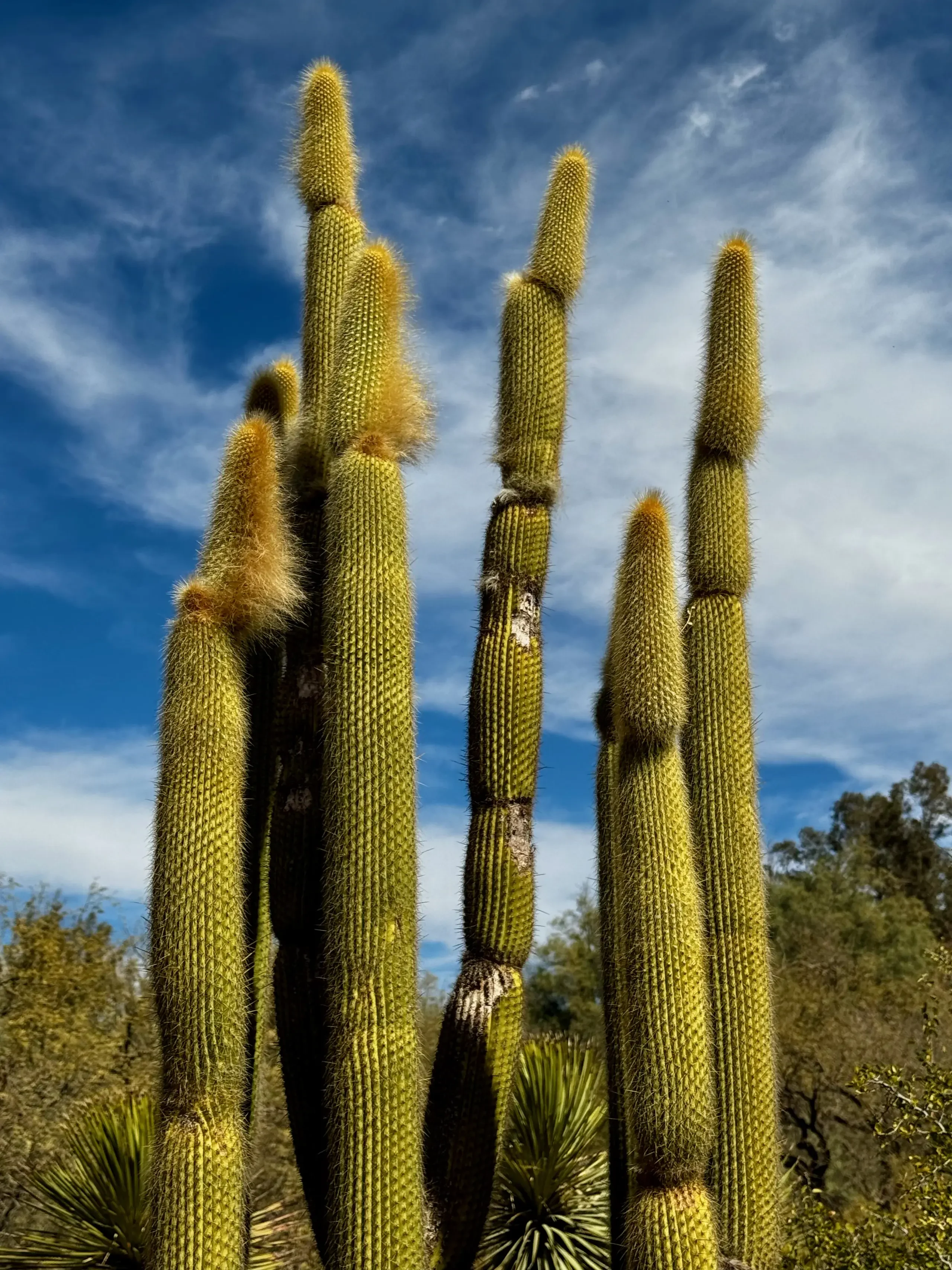 Saguaro Cactus (Arizona, 2025)