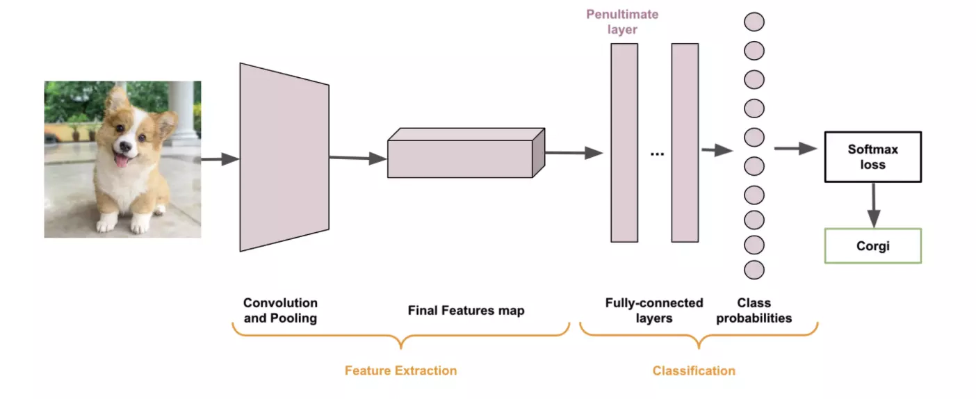 Diagram explaining how the CNN (convolutional neural network) extracts the features of the input image and then returns class probabilities that are then passed to a softmax loss (1)