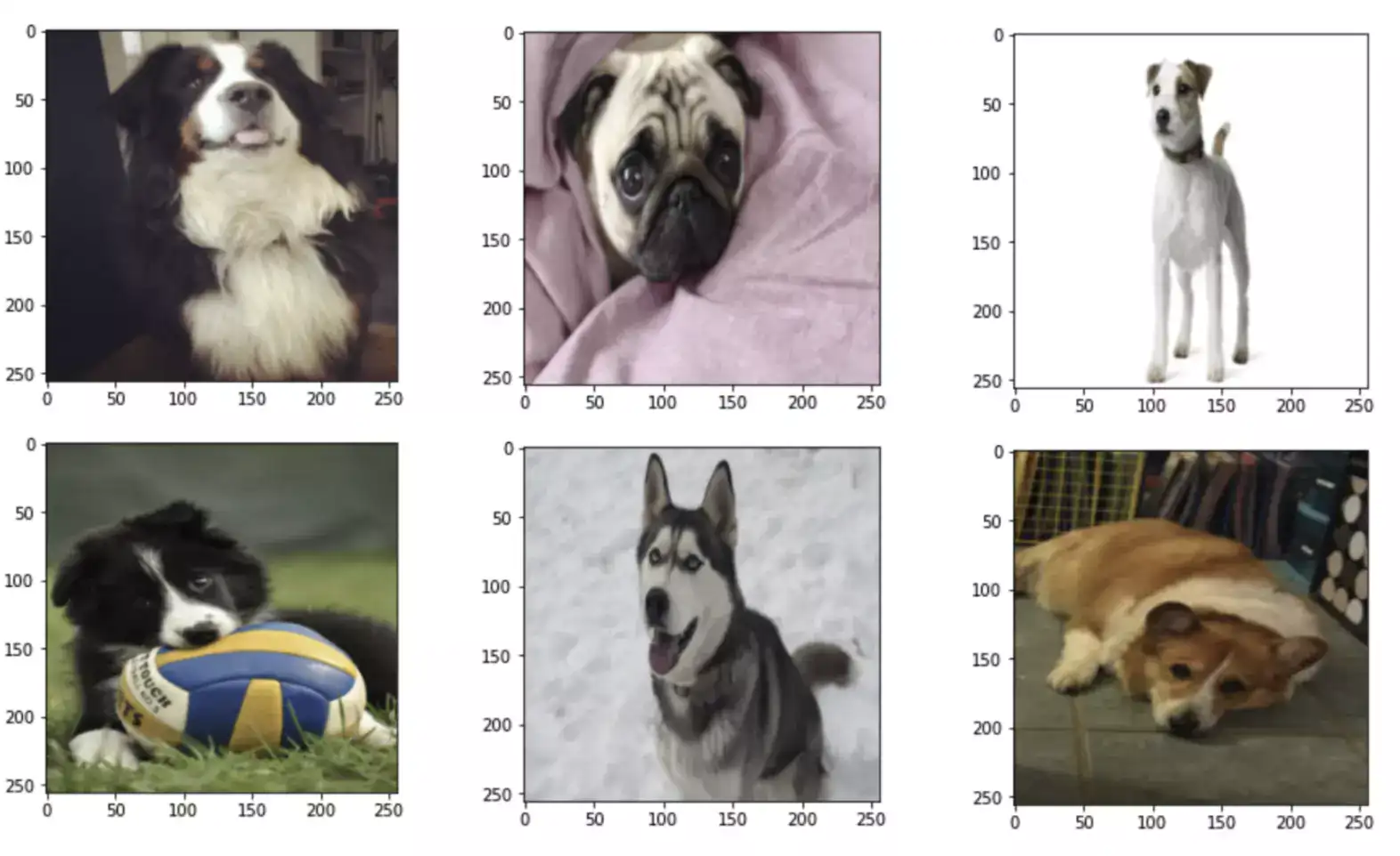 Kaggle-dog-breed-images (1)