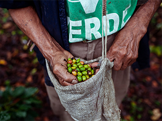 A Coffee farmer lifting green coffee beans out of a bag he is wearing.
