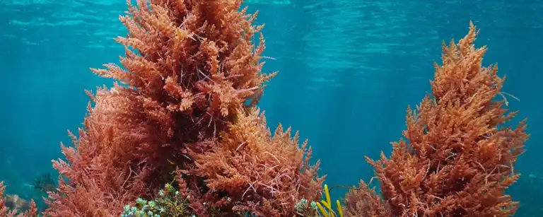 Red asparagopsis seaweed underwater