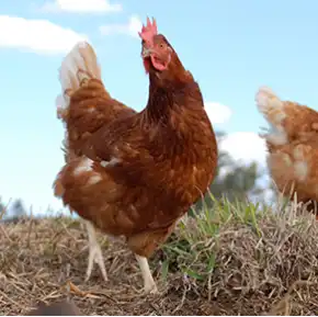 Chicken laying egg