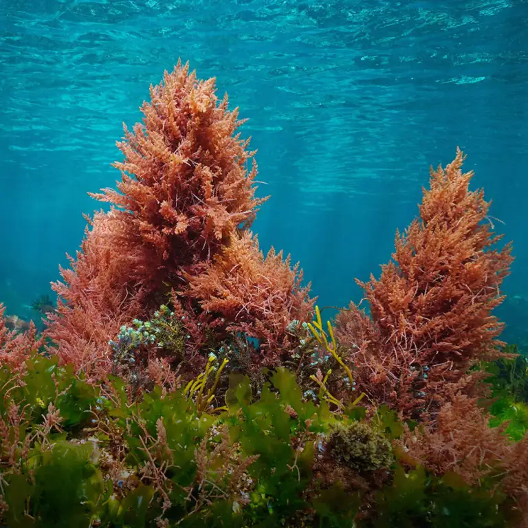 Asparagopsis, a vibrant red seaweed variety underwater