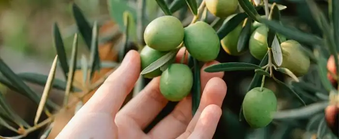 Hand holding olives on tree.