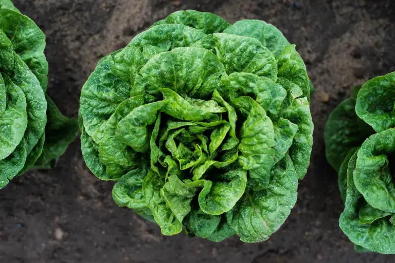 Fresh cos lettuce