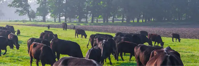 Cows grazing in a field