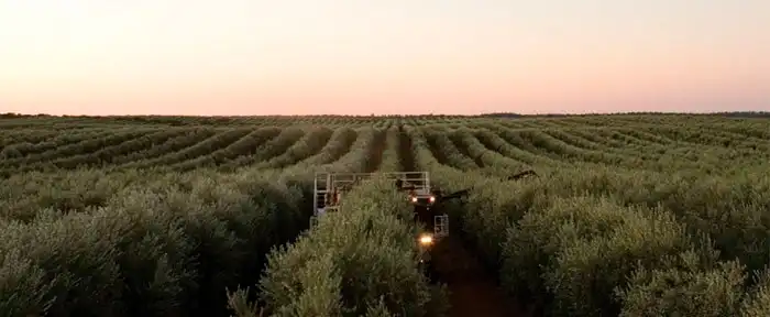 Australian Olive farm