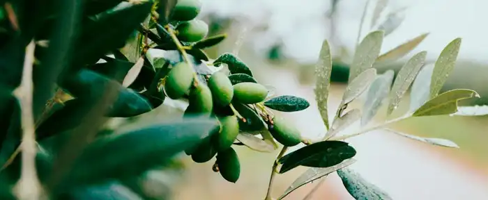 Olives on tree