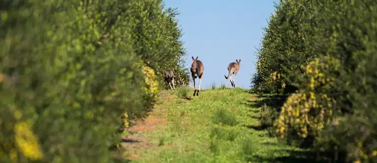 Kangaroos in Olive farm