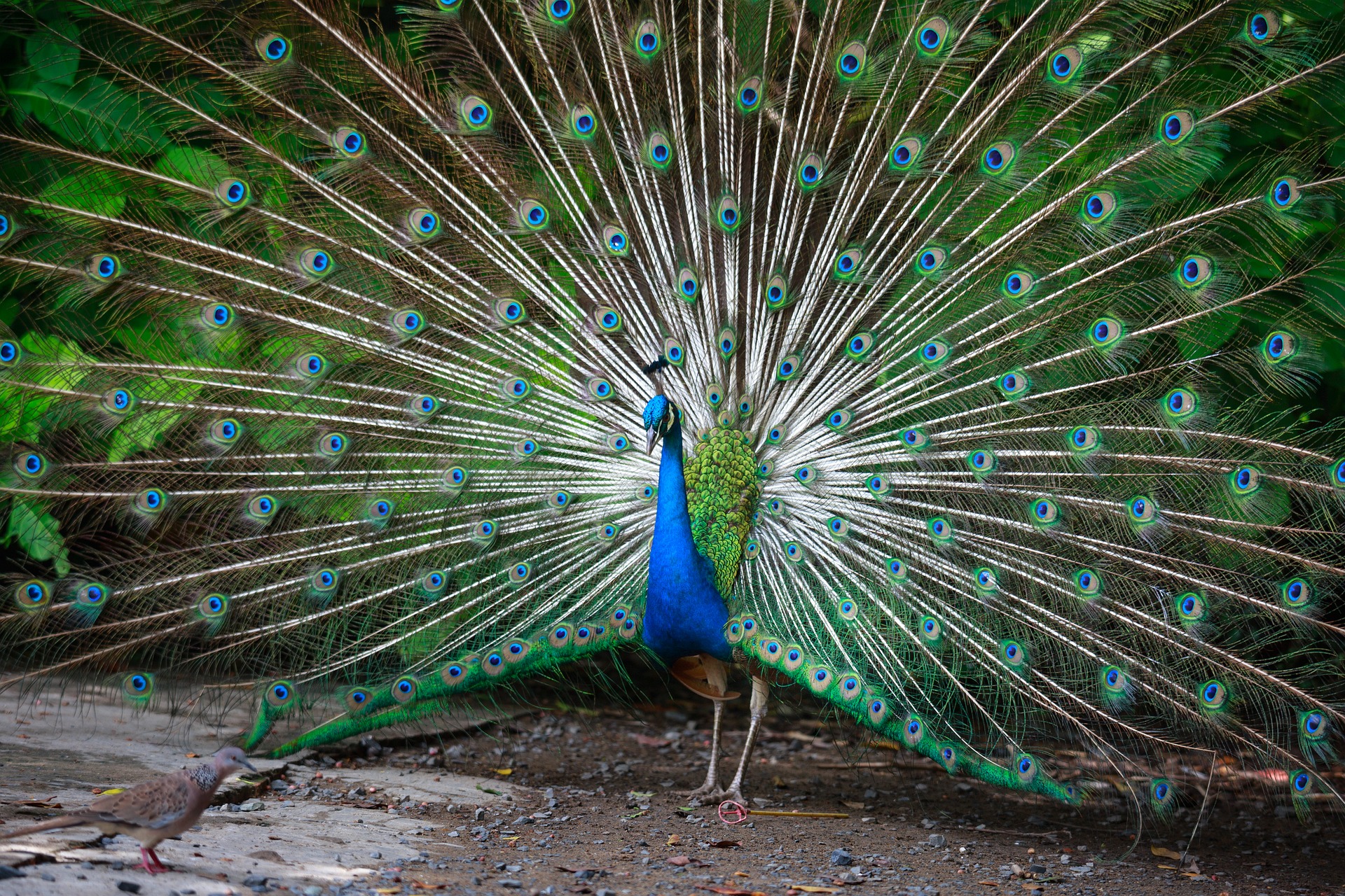 js-spread-peacock