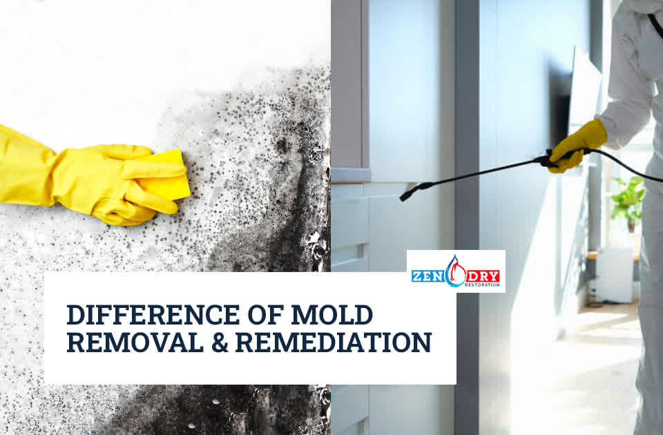 difference-of-mold-removal-and-remediation
