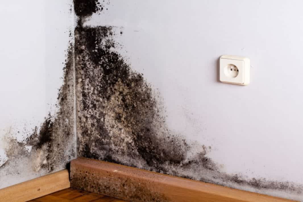 mold-removal-gallery-4