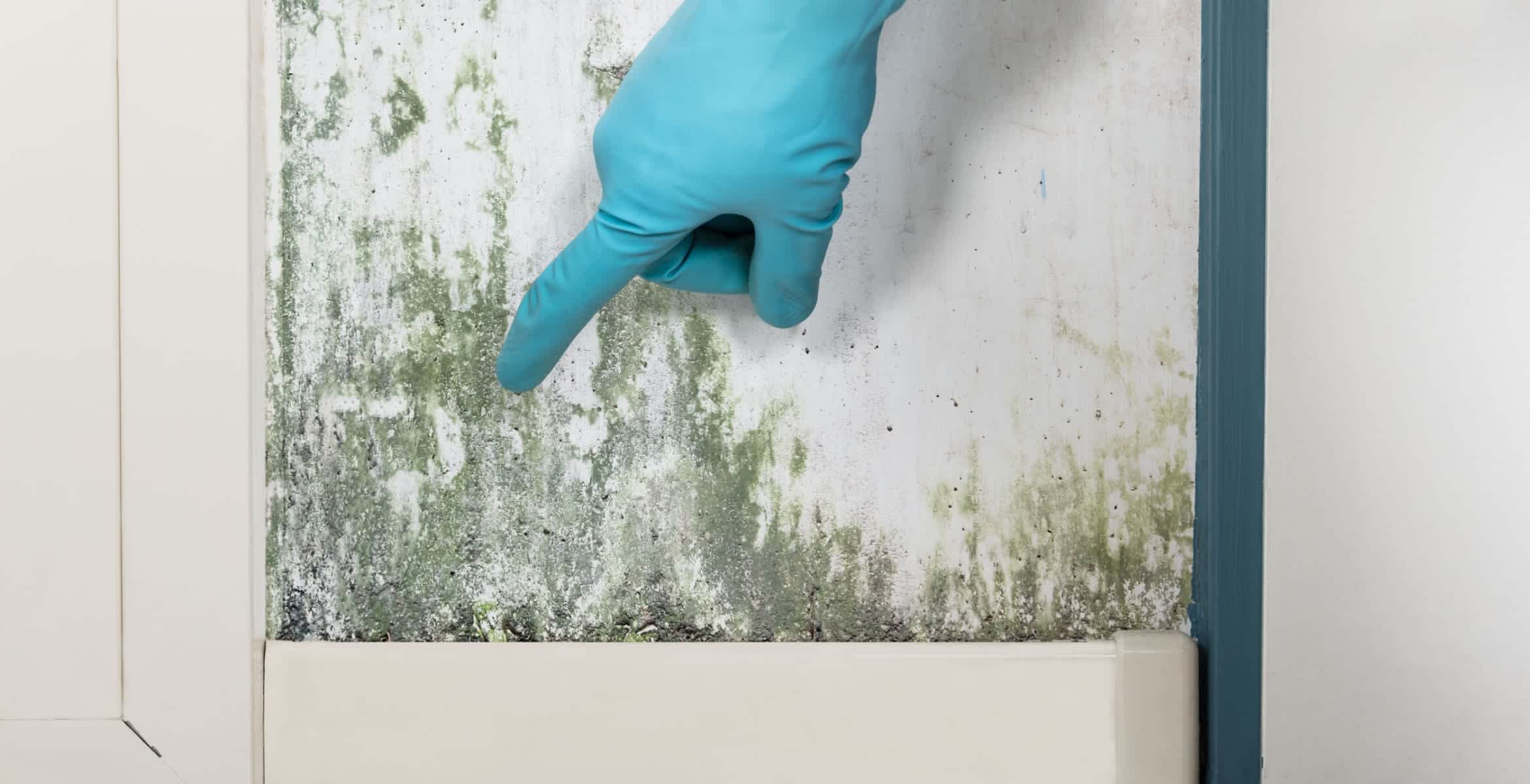 Mold Remediation Tampa