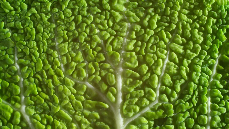 Savoy Cabbage Stew - Blog Image