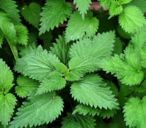 Nettle Mint Goji Tea | Functional Nutrition Alliance