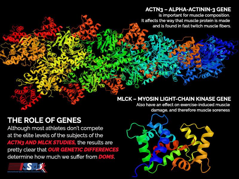 ISSA, International Sports Sciences Association, Certified Personal Trainer, ISSAonline, Codes for a protein that plays a role in DOMS