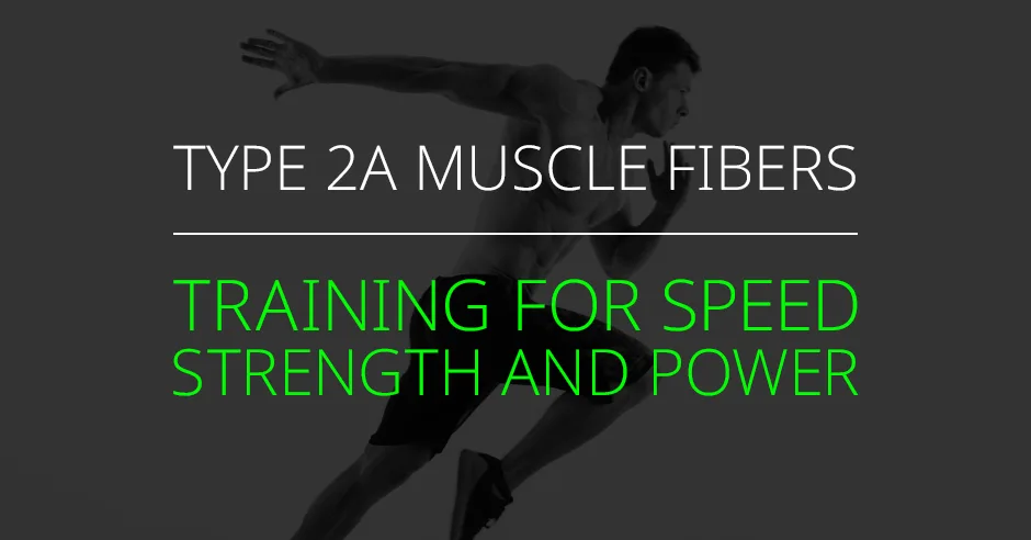 Type IIa Muscle Fibers: Training for Explosiveness