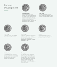 Embryo Grading Explained