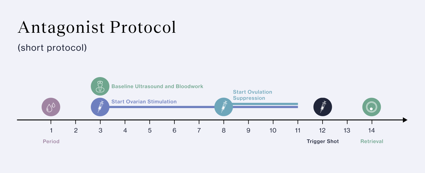 Antagonist (Short) IVF Protocol