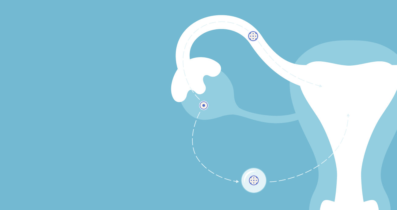 Embryo Development: From Egg to Implantation 