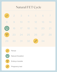 Frozen Embryo Transfer Timelines Success Rates And How To Prepare