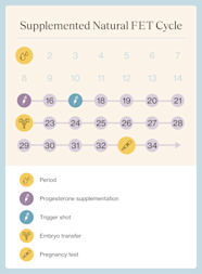 Frozen Embryo Transfer: Timelines, Success Rates, and How to Prepare Frozen Embryo Transfer: Timelines, Success Rates, and How to Prepare