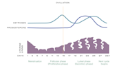 Endometrial Thickness