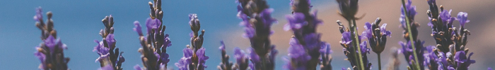 New Blog