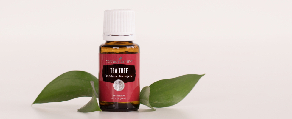 Découvrez l'huile essentielle de tea tree/arbre à thé – Vivia