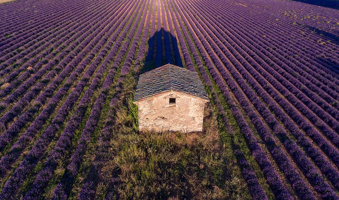 Simiane-la-Rotonde Lavender Farm—Simiane-la-Rotonde, Francja
