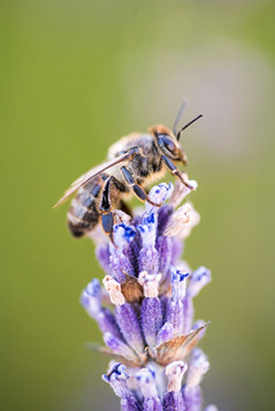 Lider Ecologic În Domeniu Lider Ecologic În Domeniu