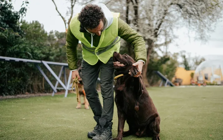 A psychology graduate who became an animal behaviorist petting a Labrador