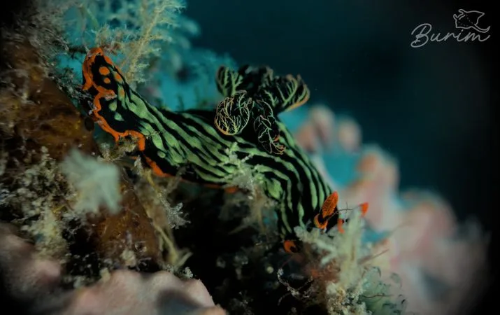 Underwater macro photo of a nudibranch taken by Burim