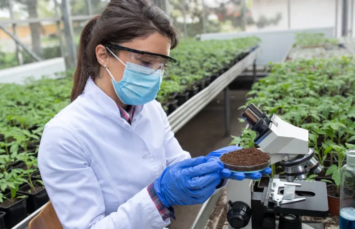 A soil scientist examining samples under a microscope in a greenhouse