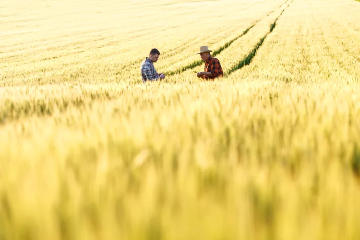 Two men chatting in a wheat field