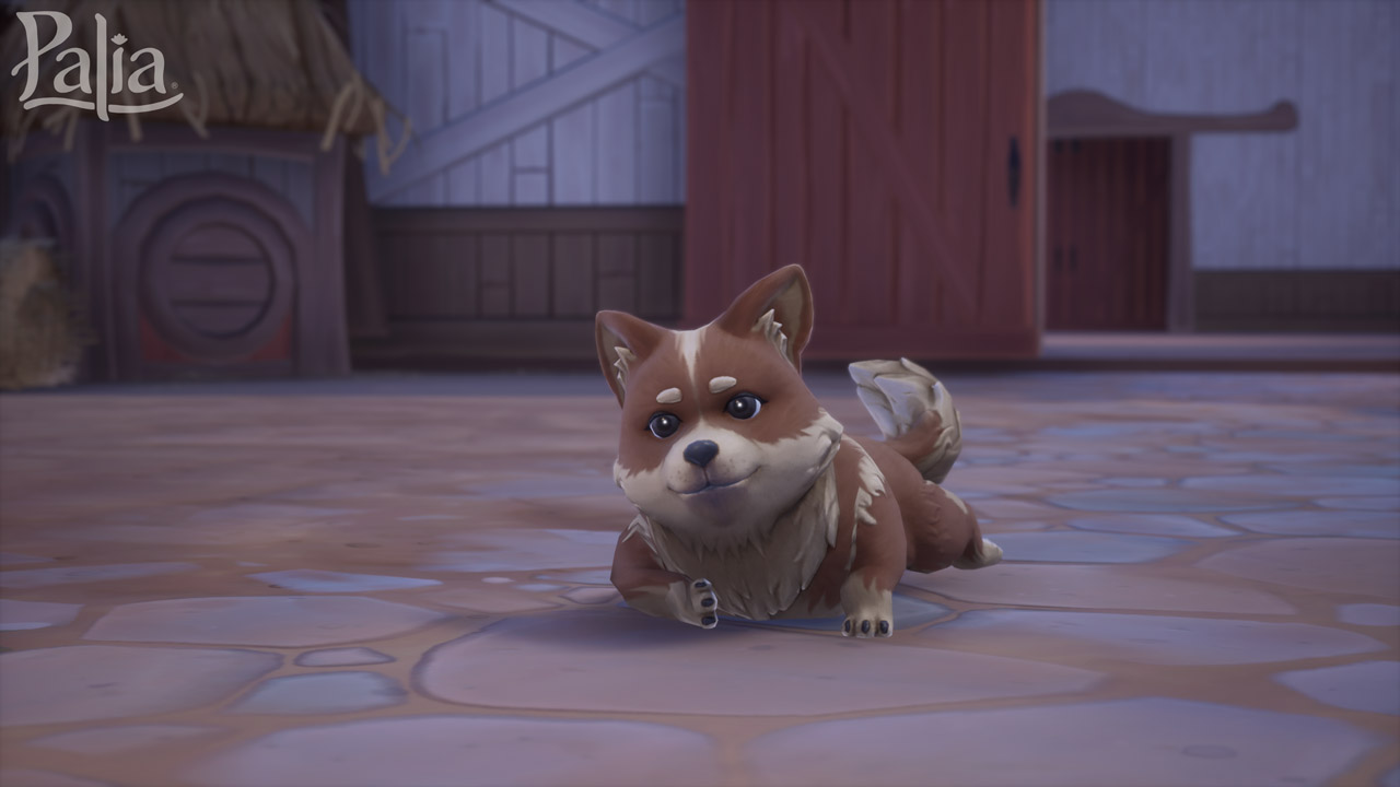 208 Corgi ForWeb