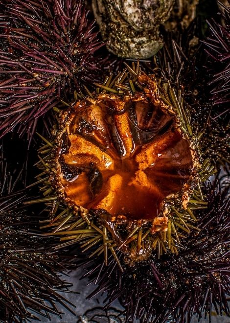 Buttery, freshly-shucked sea urchins