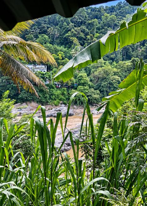 Glorious views of Kandy's rolling green hills from the tuk-tuk.