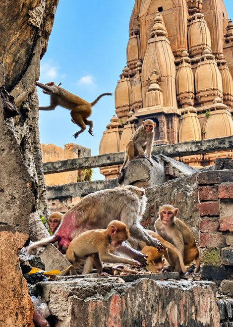 The temple monkeys of Varanasi, always on the lookout for a snack.
