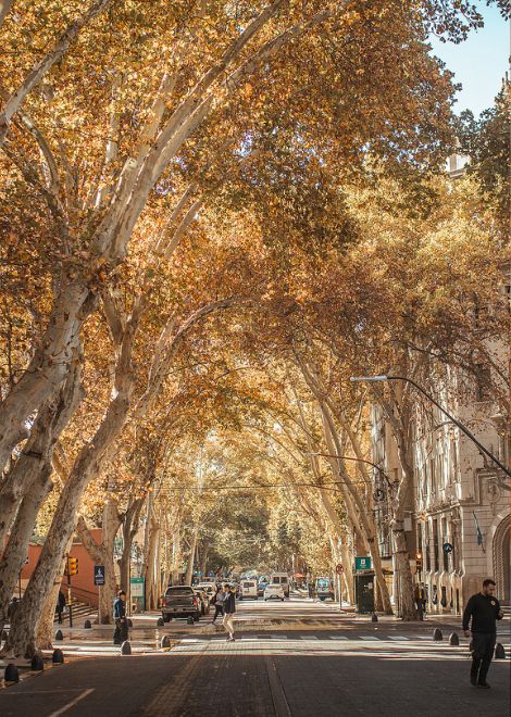 Tree-lined boulevards are one of Mendoza's most distinctive features