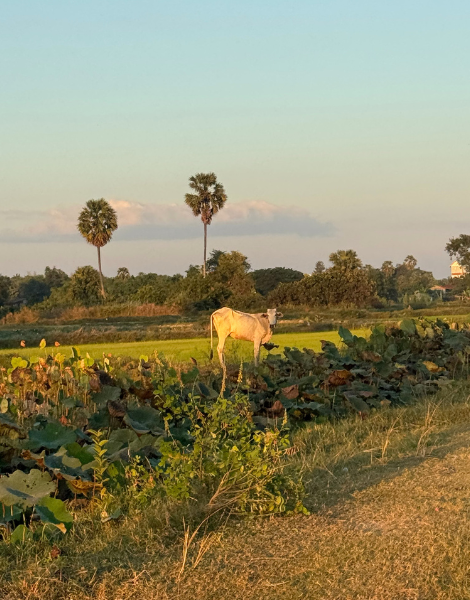 See a side to Cambodia few visitors experience