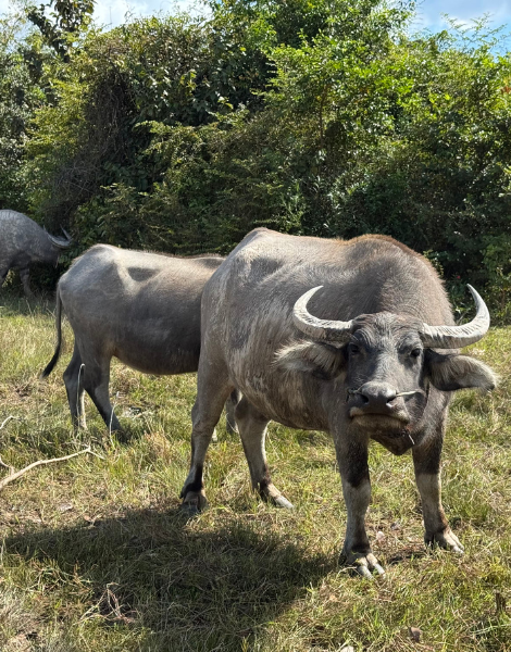 See local life outside of the city centre