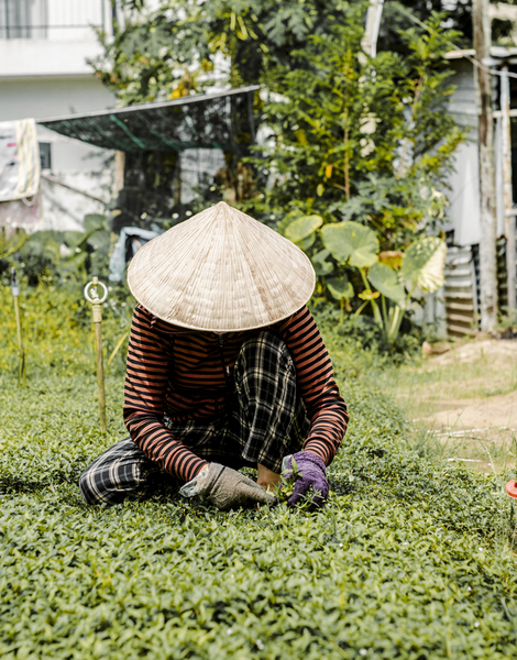 Visit an organic farm in a 400-year old village nearby