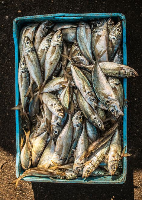 Fresh catch of the day