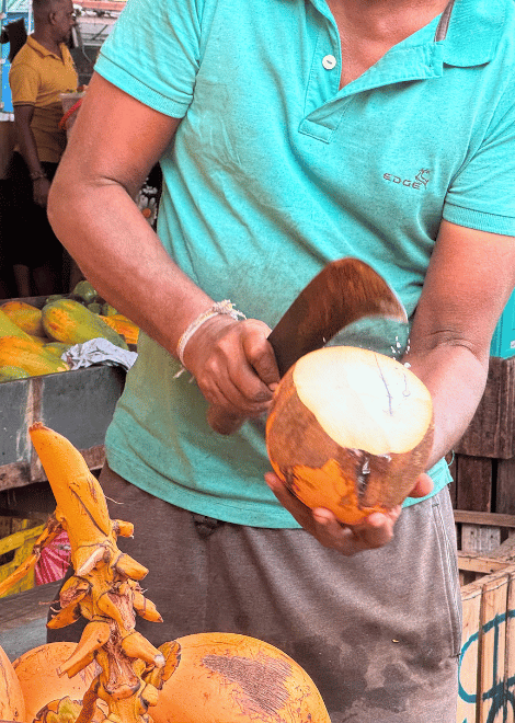 Fresh king coconut, expertly opened and ready to drink.