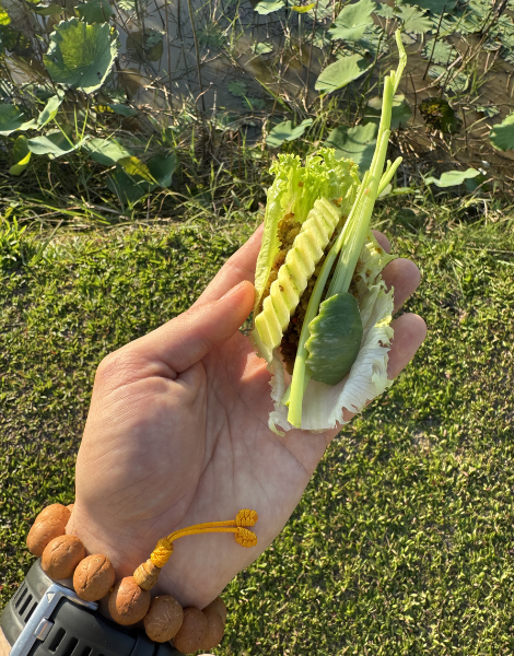 Foraged greens amongst endless lotus fields