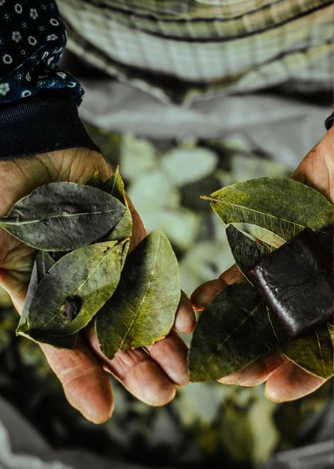 For thousands of years, coca leaves have played a central role in daily life across the Andes