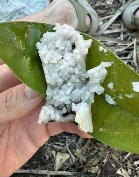 Sample home-made morsels - normally reserved for locals-in-the-know